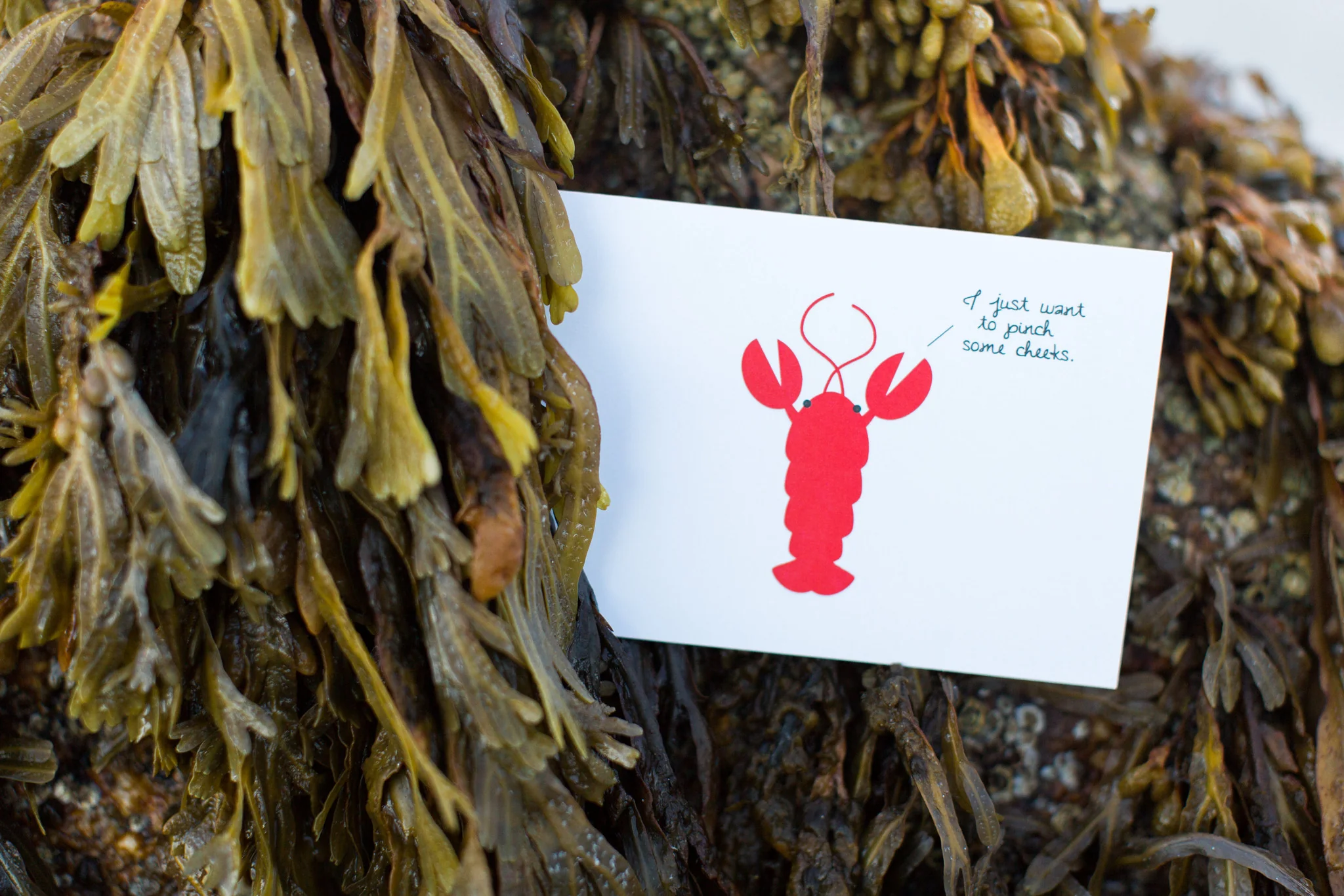 Lobster: I Just Want to Pinch Some Cheeks! - Image 3