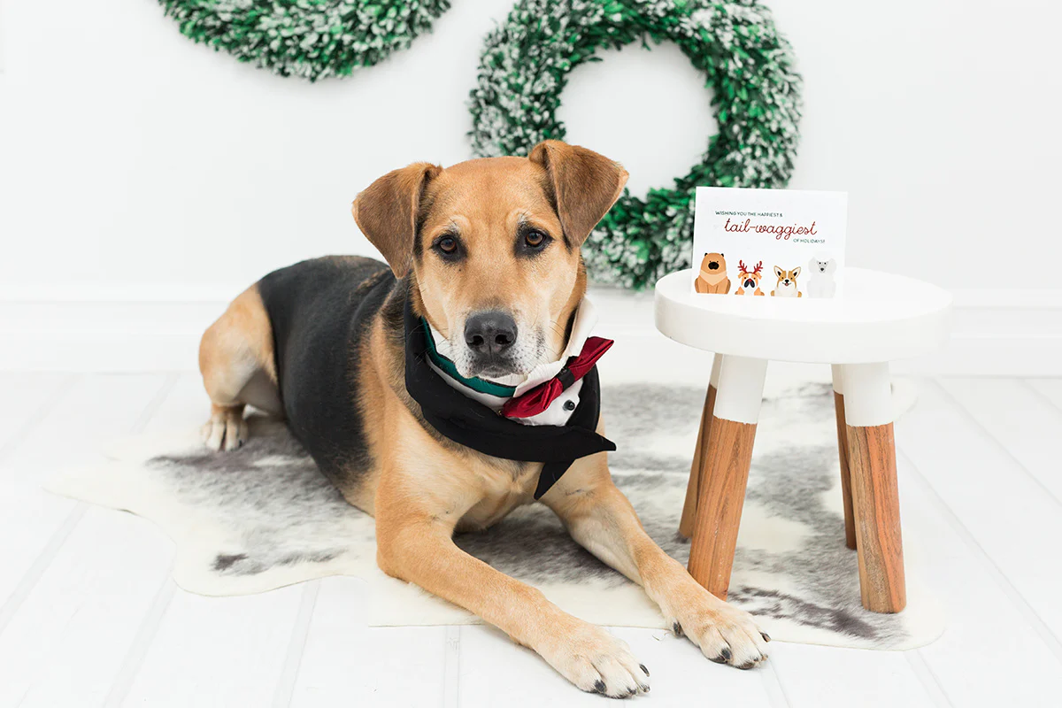Tail Waggy Holidays - Image 2