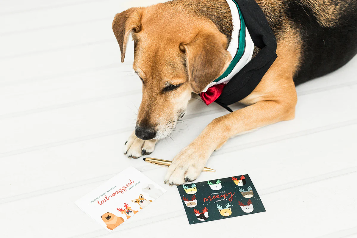 Tail Waggy Holidays - Image 3