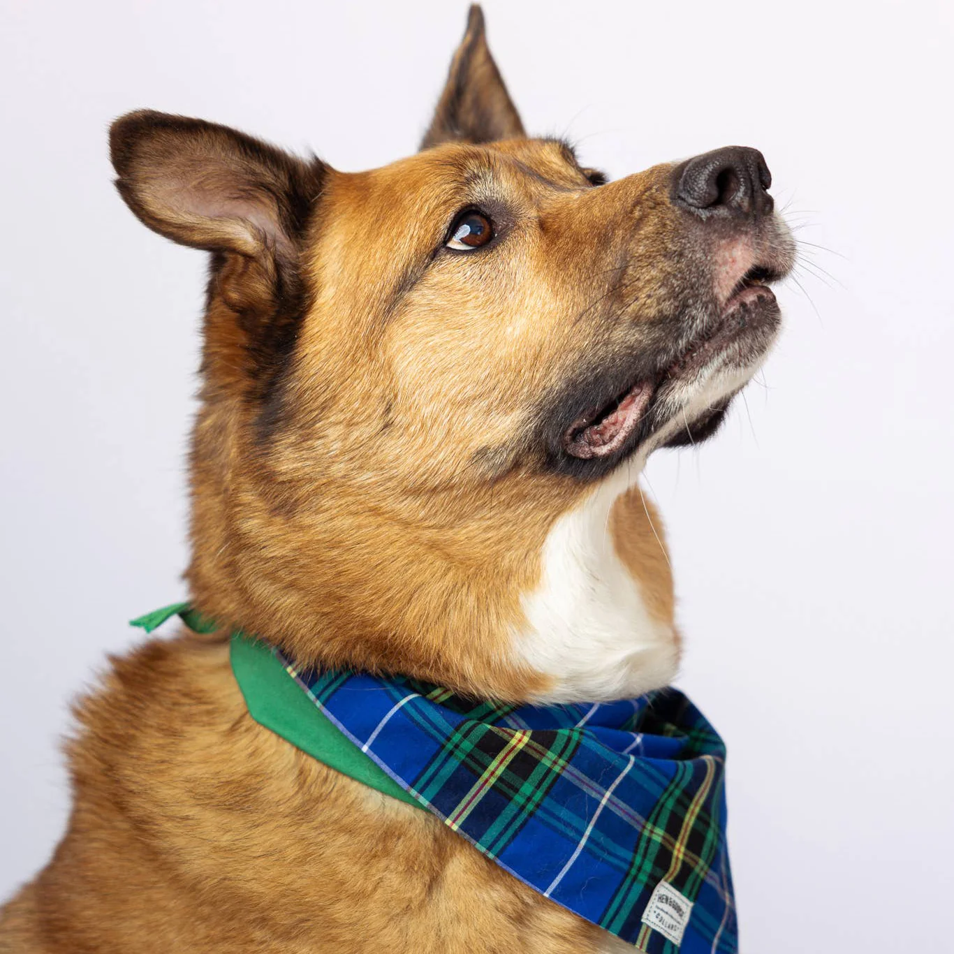 Nova Scotia Tartan Pet Collar - Image 3