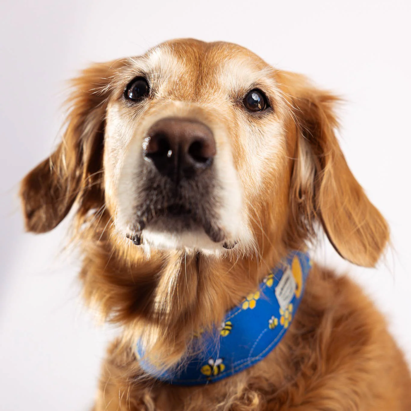 Nova Scotia Tartan Pet Collar - Image 4